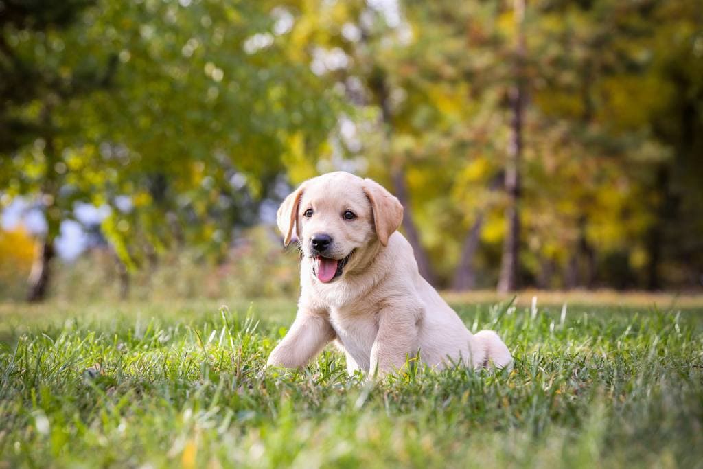 Heilkräuter Hunde