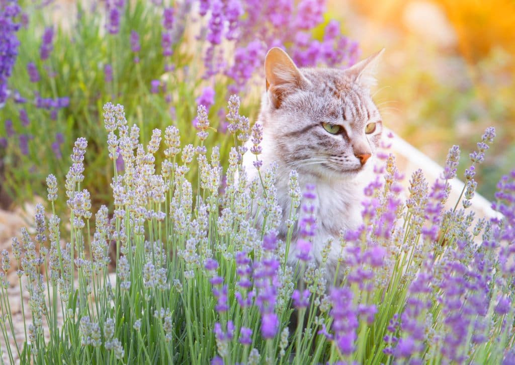 Katzen und Heilkräuter