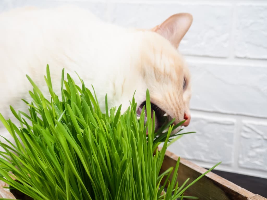 Katzenkräuter