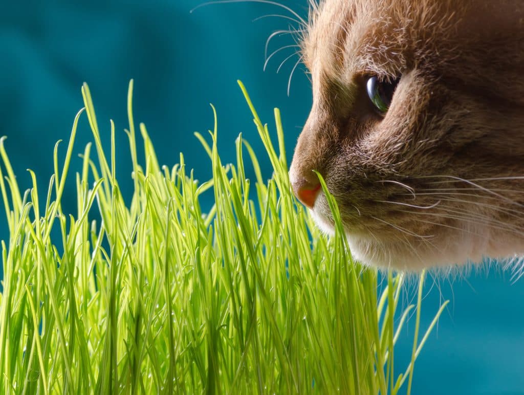 Kräuter für Katzen