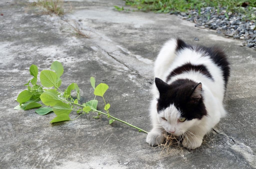 Kräutergarten für die Katze