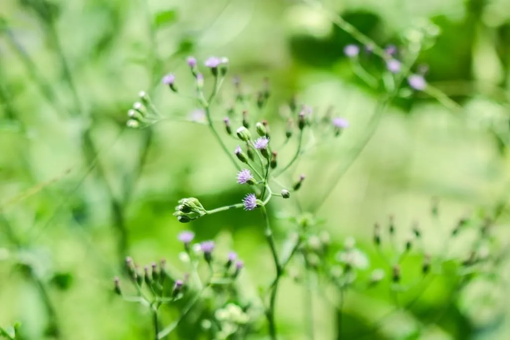 Wildkräuter-Salat