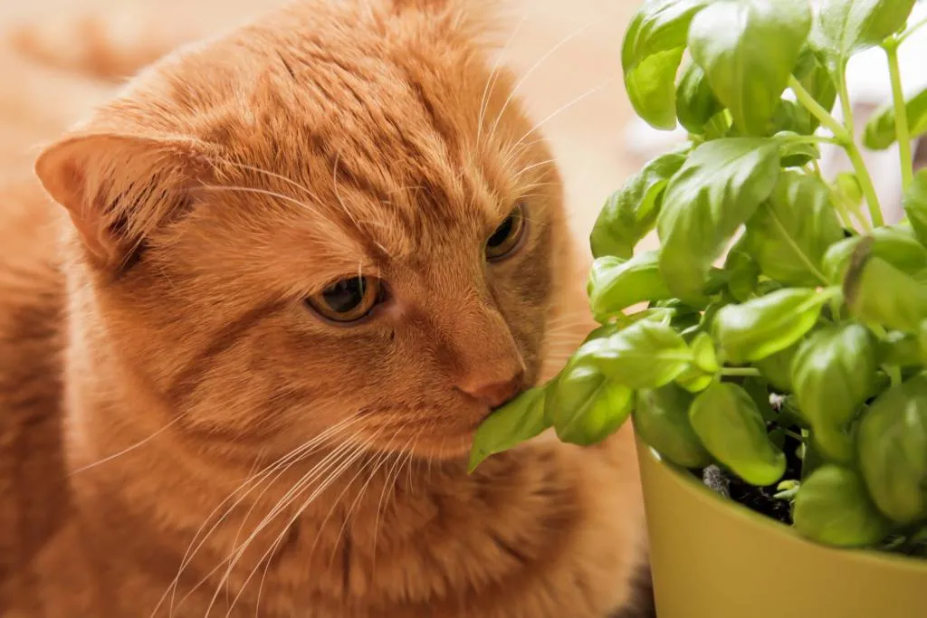 Heilkräuter Katze