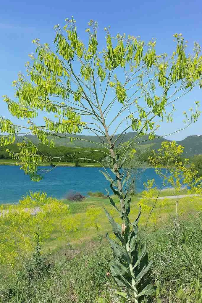 Färberwaid Wirkung Sicherheitsaspekte