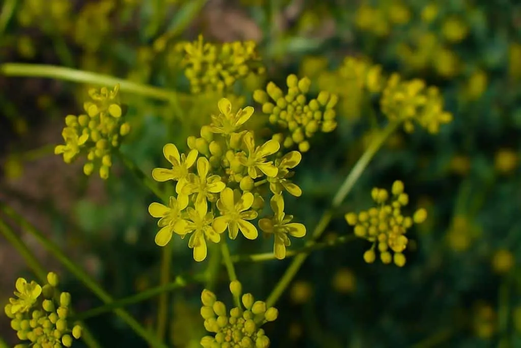 Nachhaltiger Färberwaid Anbau für ökologische Isatis tinctoria Anwendung