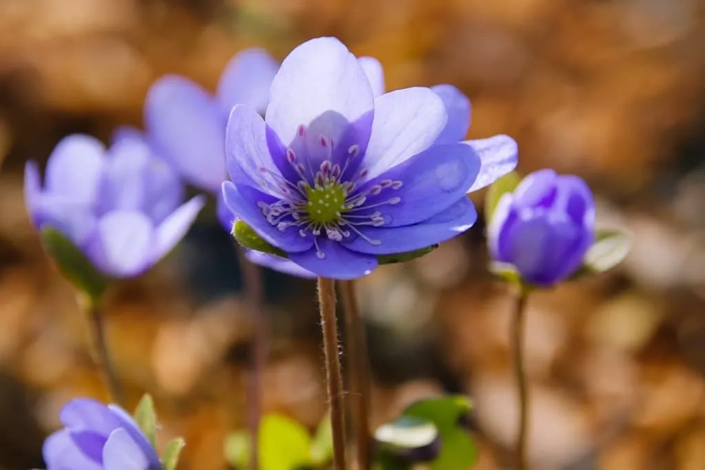Leberblümchen Haustiere gefährlich Sicherheitshinweise Leberblümchen Haustiere gefährlich Sicherheitshinweise